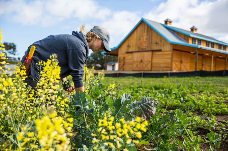 Farmer Ellie harvesting crops at Coastal Roots Farm in Encinitas, California, with the completed barn behind her, supporting the pay-what-you-can Farm Stand and food donation program.